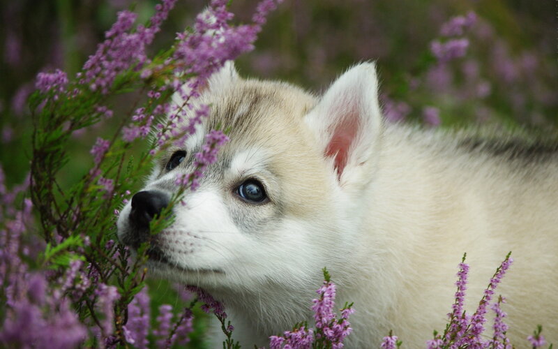 Husky Puppy in Flowers — Purple