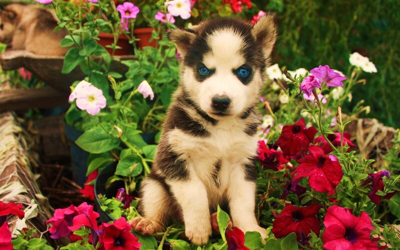 Husky Puppy in Flowers — Red