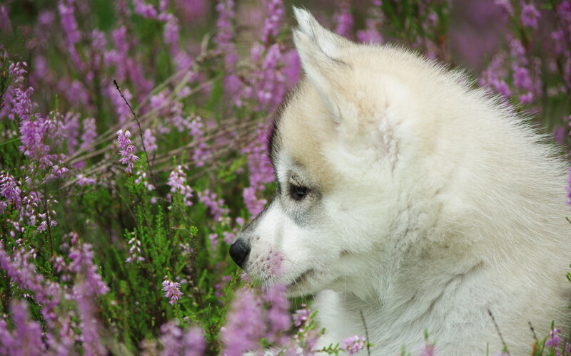 Husky Puppy in Flowers — White, Calm, Spring, Photograph, Purple