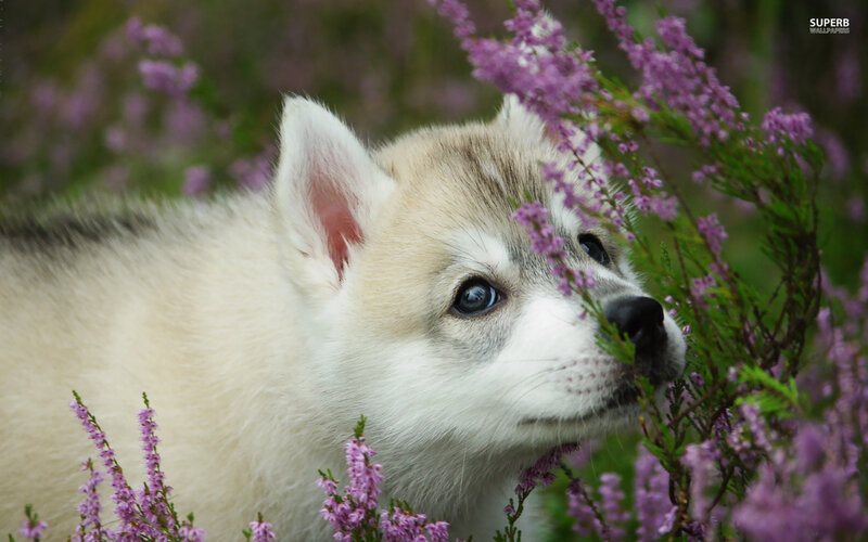 Husky Puppy in Flowers — White, Serene