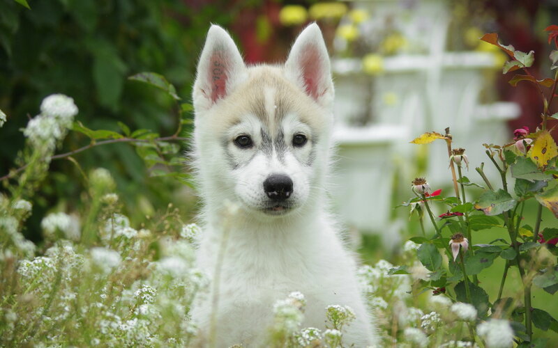 Husky Puppy in Flowers — White