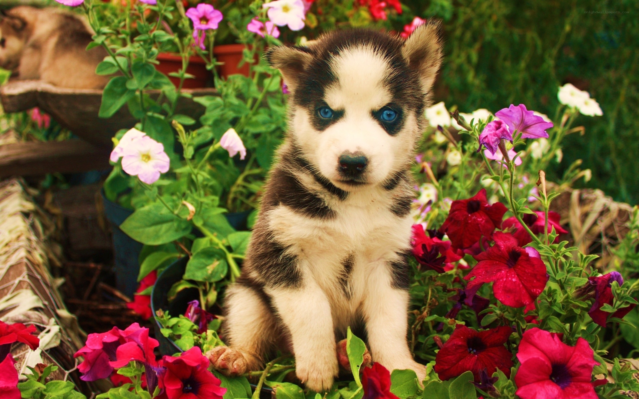 Husky puppy in flowers