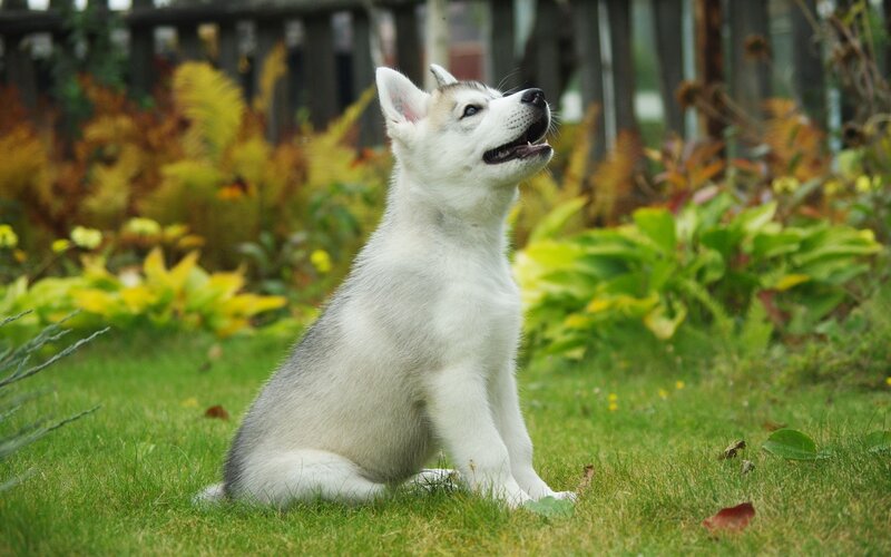 Husky Puppy in Garden — Green, Calm