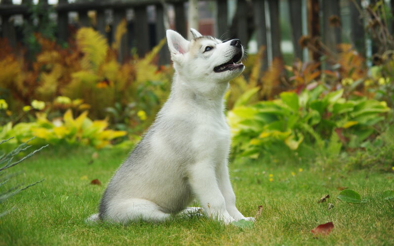 Husky Puppy in Garden — Green