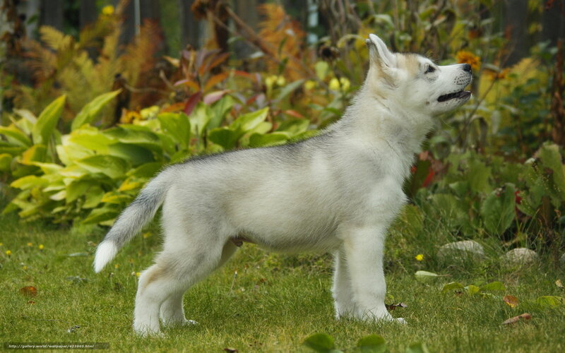 Husky Puppy in Garden — White, Calm