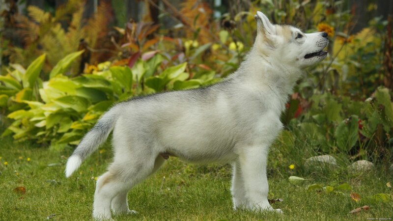 Husky Puppy in Garden — White