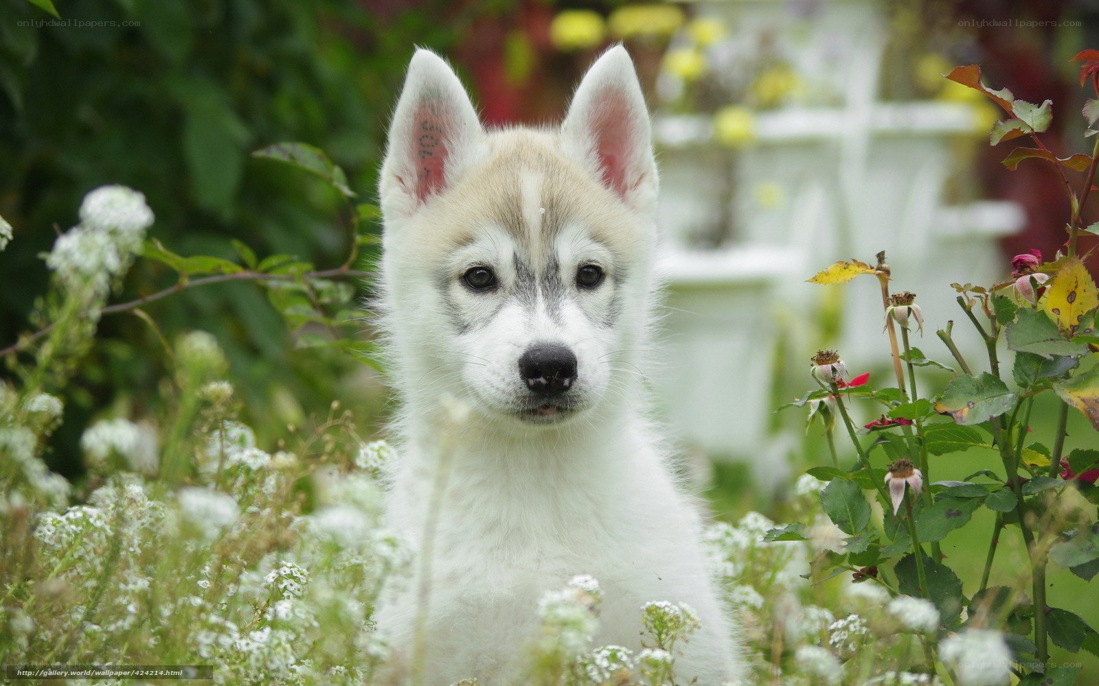 Husky puppy in garden