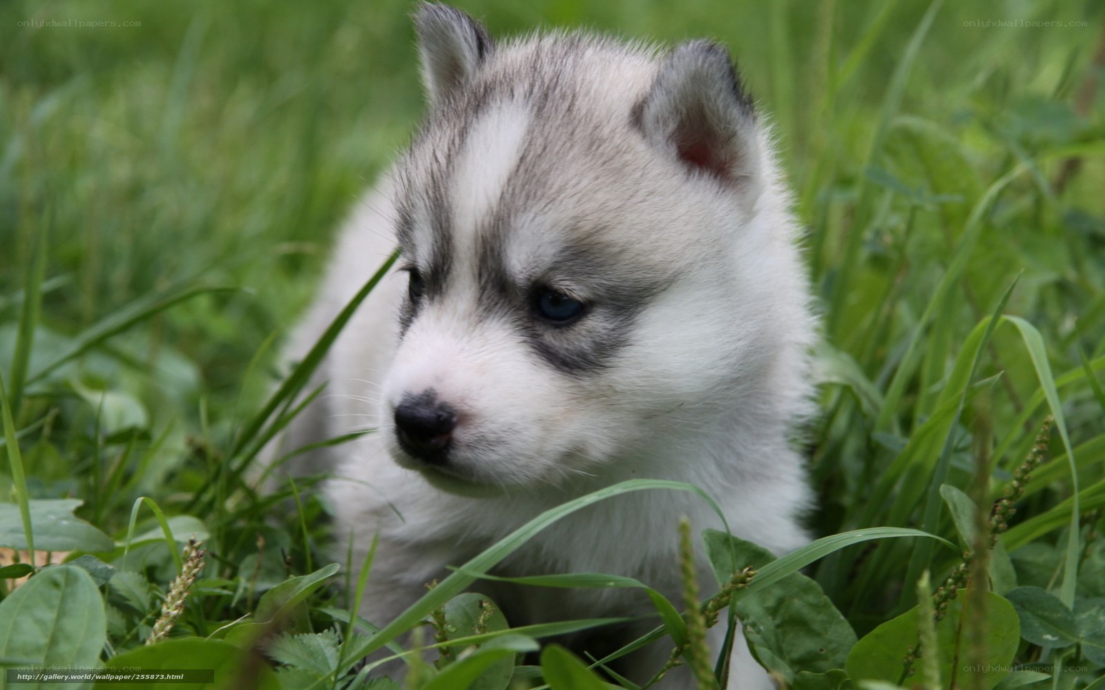 Husky puppy in grass