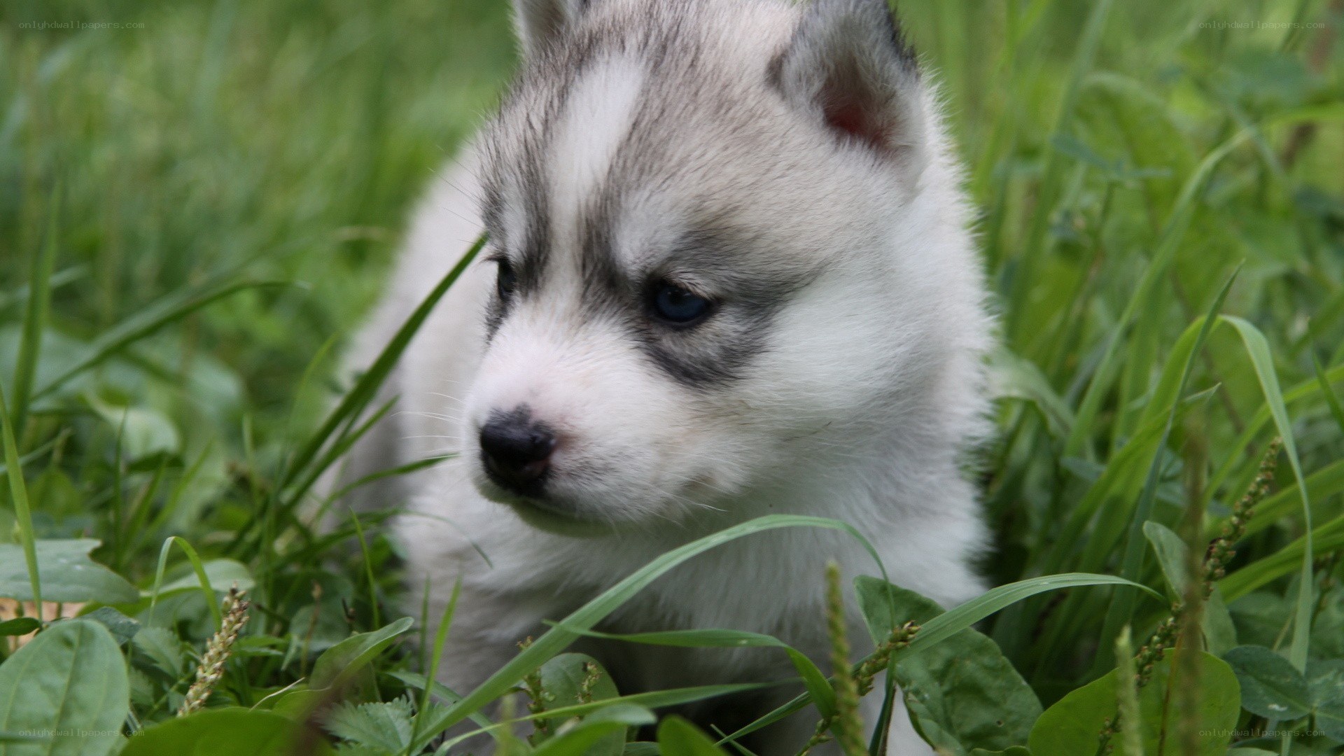 Husky puppy in grass