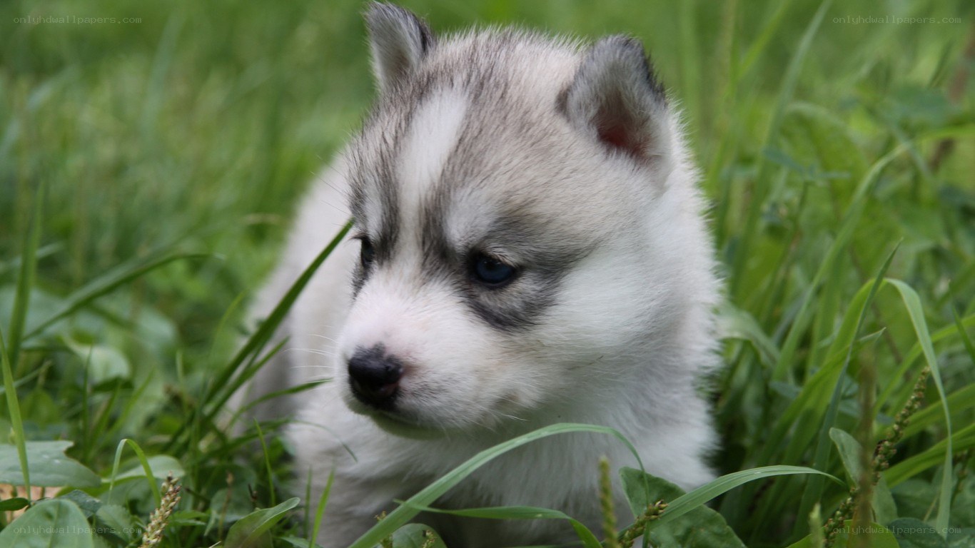Husky puppy in grass