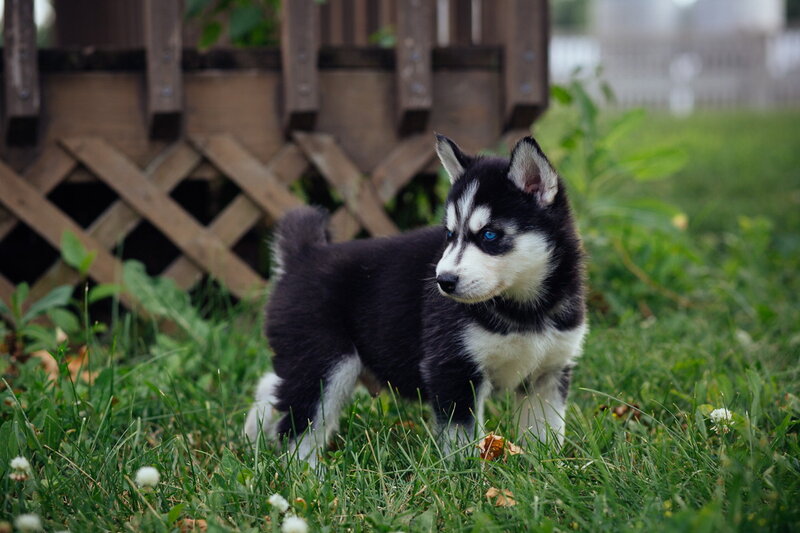 Husky Puppy in Grass — Black, Calm, Afternoon