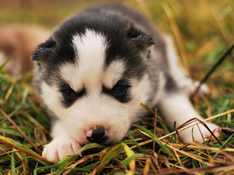 Husky Puppy in Grass — Black, Calm