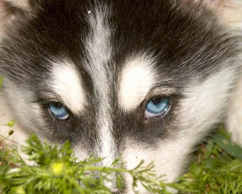 Husky Puppy in Grass — Black