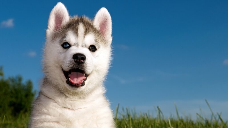 Husky Puppy in Grass — Blue, Bright, Afternoon