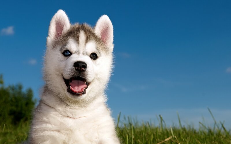 Husky Puppy in Grass — Blue, Bright