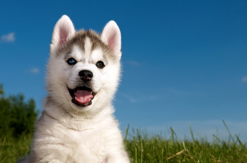 Husky Puppy in Grass — Blue