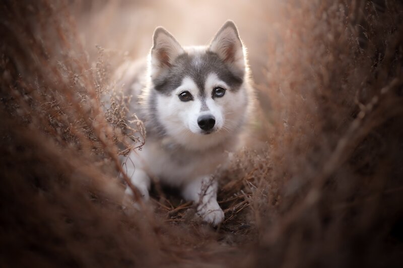 Husky Puppy in Grass — Brown