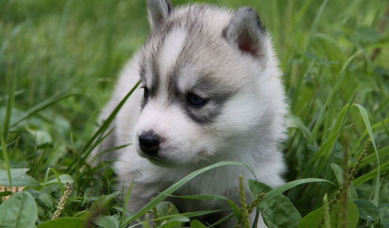 Husky Puppy in Grass — Green, Calm, Afternoon