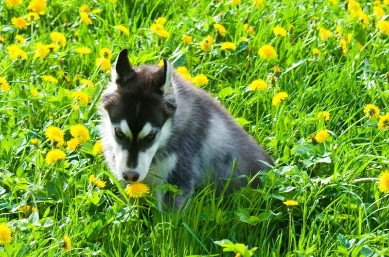 Husky Puppy in Grass — Green, Calm, Spring
