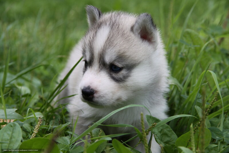 Husky Puppy in Grass — Green, Calm, Summer