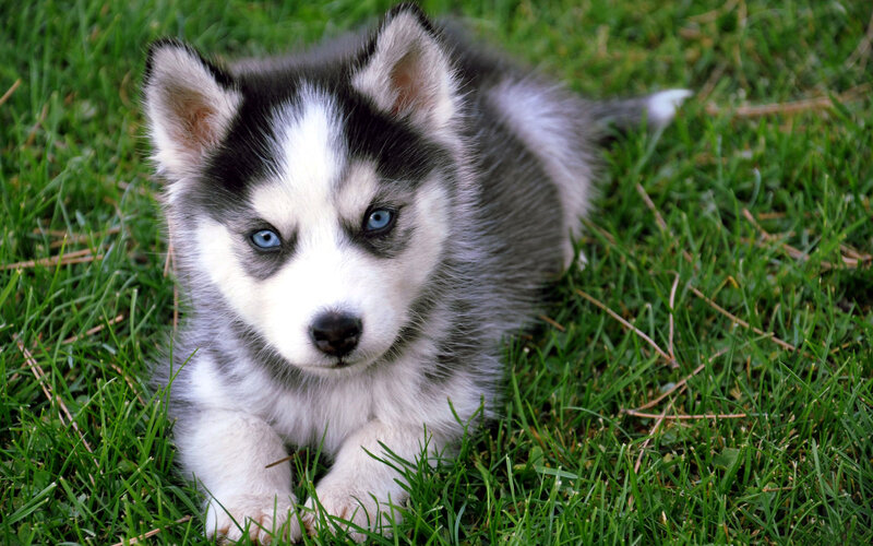 Husky Puppy in Grass — Green, Calm