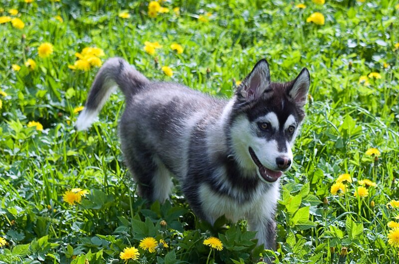 Husky Puppy in Grass — Green, Playful, Spring
