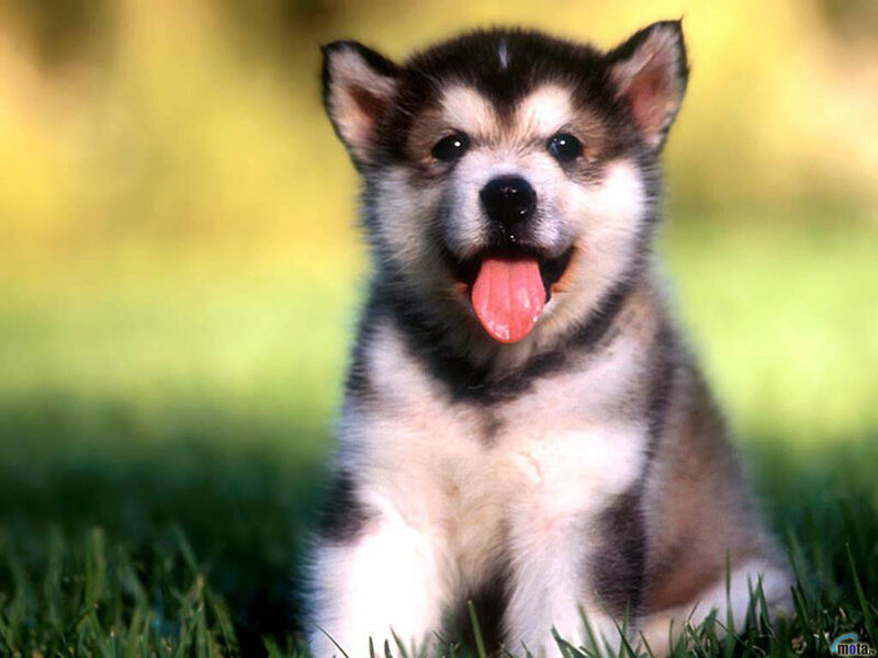Husky Puppy in Grass — Green, Playful