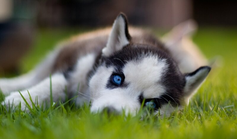 Husky Puppy in Grass — Green