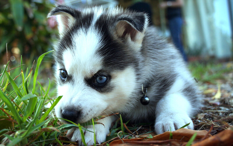 Husky Puppy in Grass — White, Calm