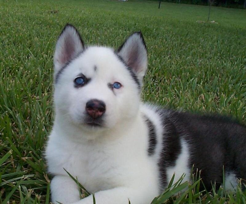 Husky Puppy in Grass — White