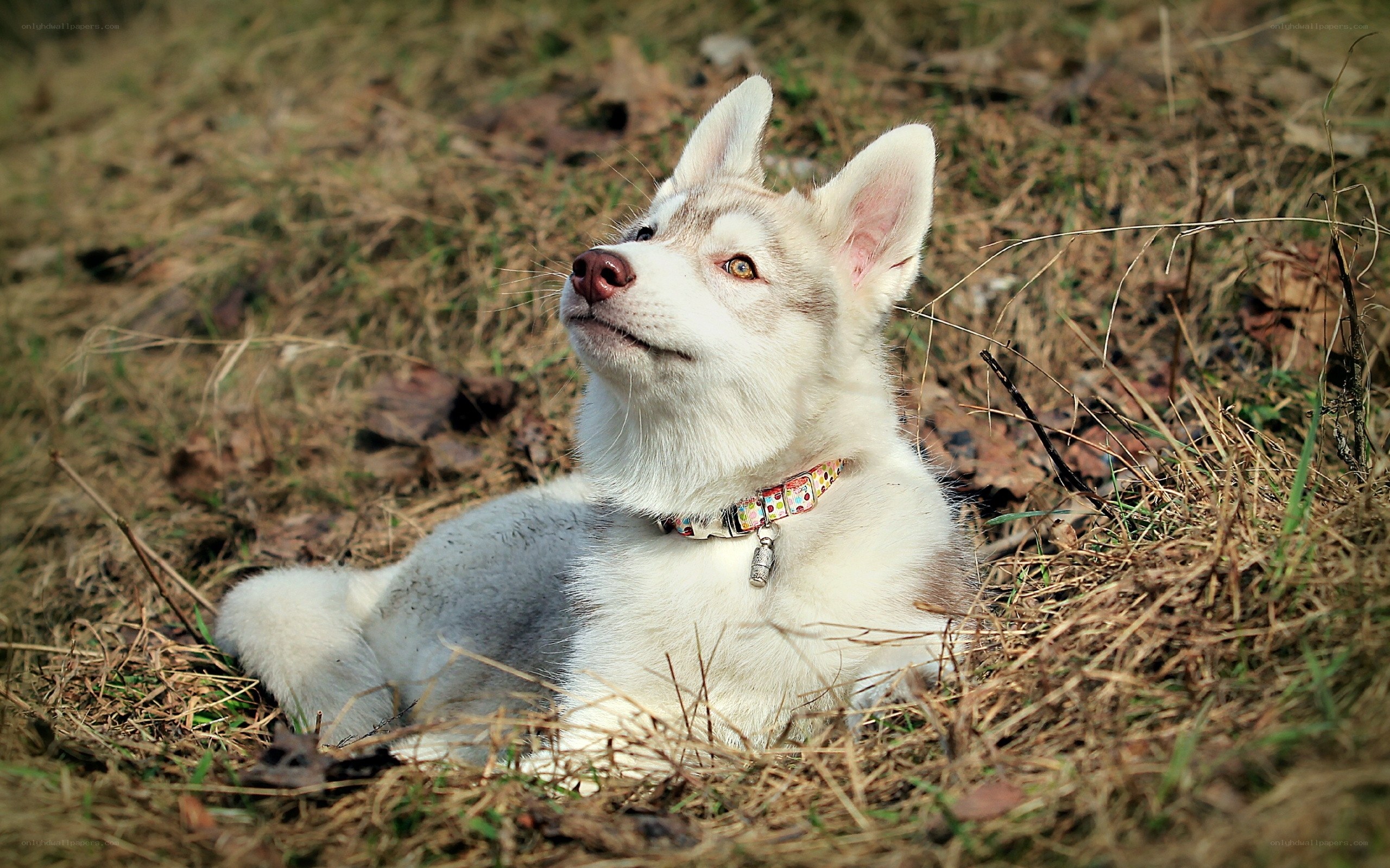 husky puppy in grass