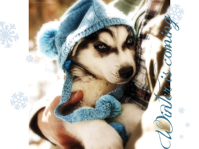 Husky Puppy in Hat