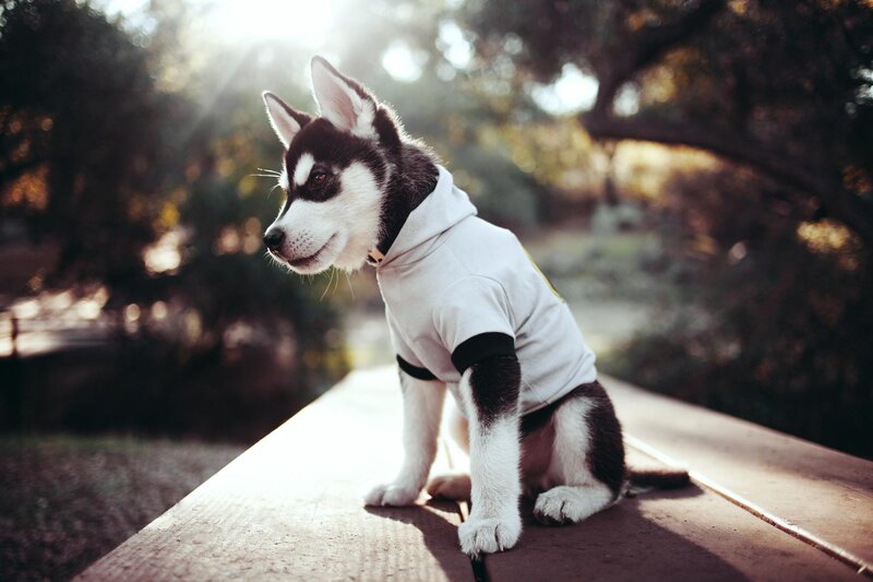 Husky Puppy in Hoodie — White