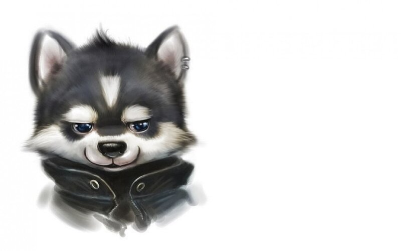 Husky Puppy in Jacket