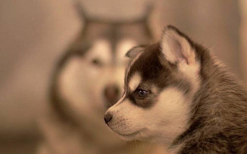 Husky Puppy in Profile — Brown