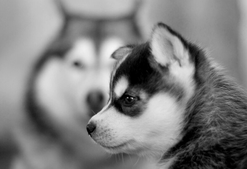 Husky Puppy in Profile