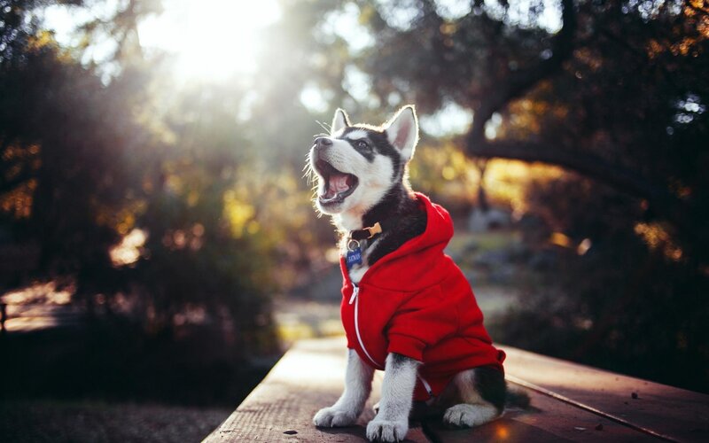 Husky Puppy in Red Hoodie