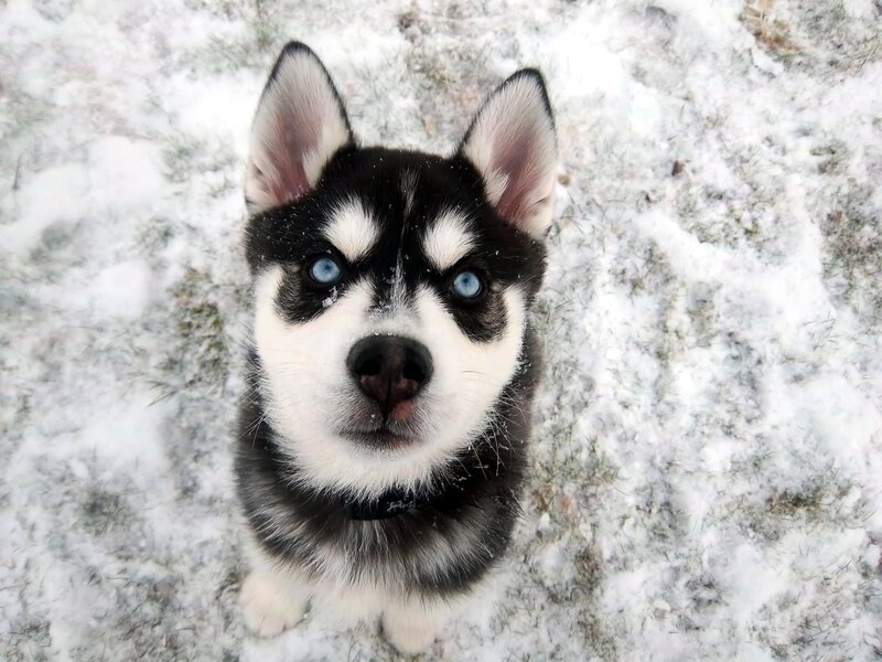 Husky Puppy in Snow — Black, Calm