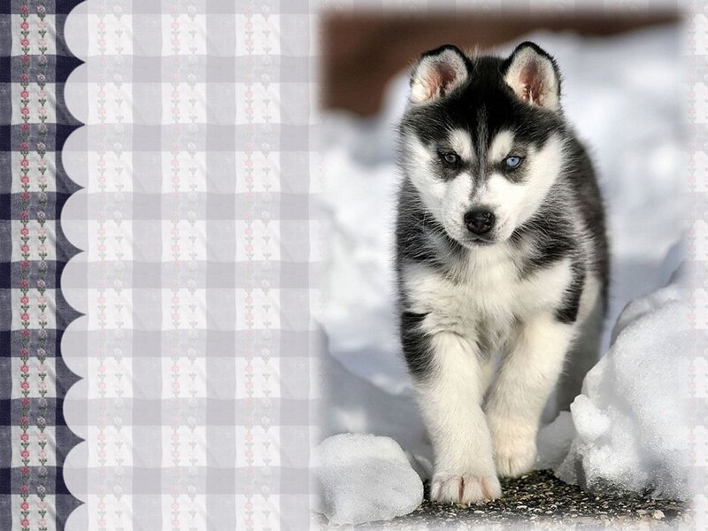 Husky Puppy in Snow — Black