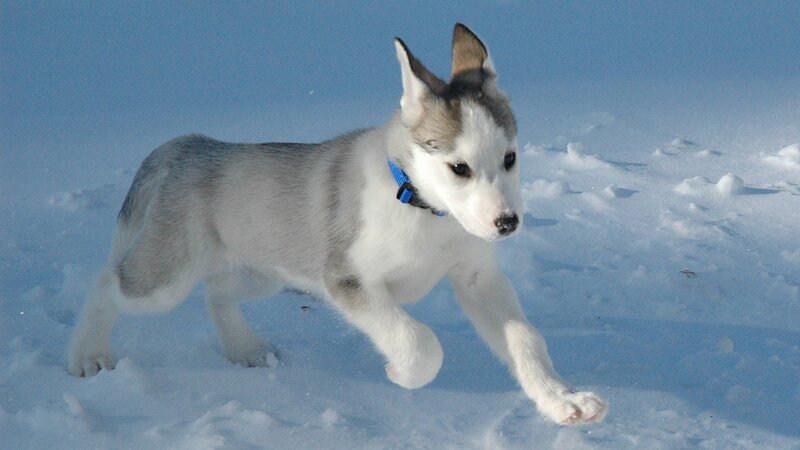 Husky Puppy in Snow — Blue