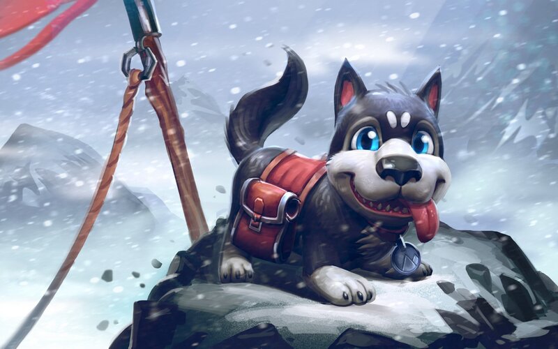 Husky Puppy in Snow — Gray