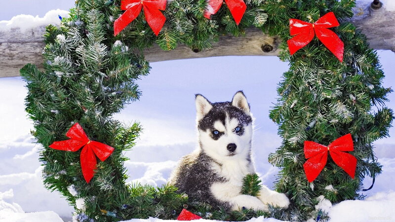 Husky Puppy in Snow — Green, Festive