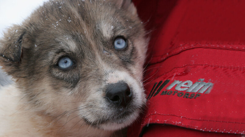 Husky Puppy in Snow — Red
