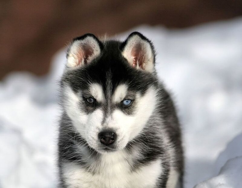 Husky Puppy in Snow — White, Calm