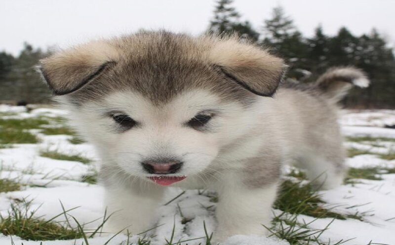 Husky Puppy in Snow — White, Calm, Winter, Photograph, Grass