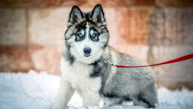 Husky Puppy in Snow — White, Calm, Winter, Photograph, Leash