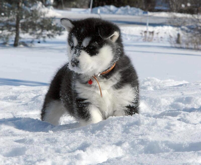 Husky Puppy in Snow — White, Calm, Winter, Photograph, Trees, Collar