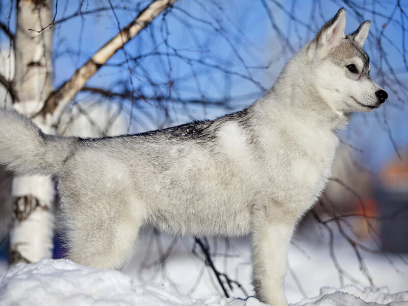 Husky Puppy in Snow — White, Calm, Winter, Photograph, Trees, Sky