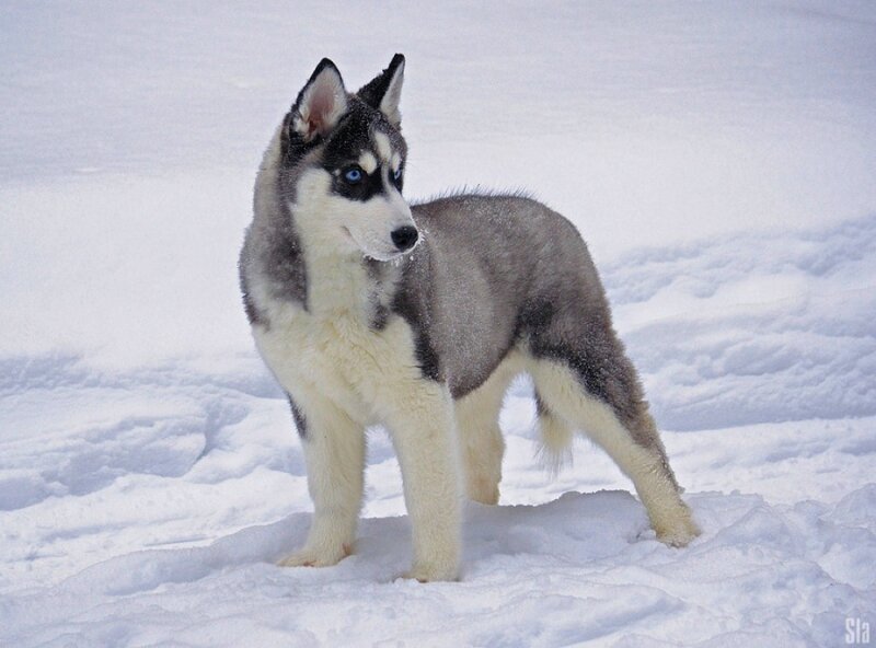 Husky Puppy in Snow — White, Calm, Winter