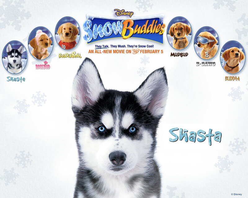 Husky Puppy in Snow — White, Playful